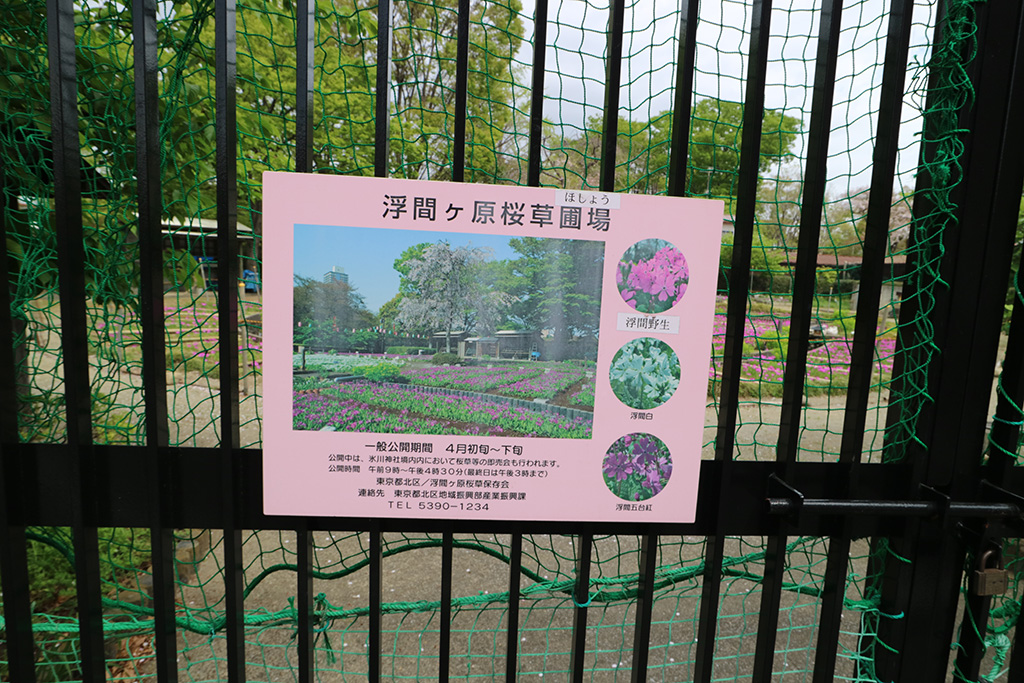 「浮間ヶ原桜草圃場」/浮間公園(東京都/板橋区)