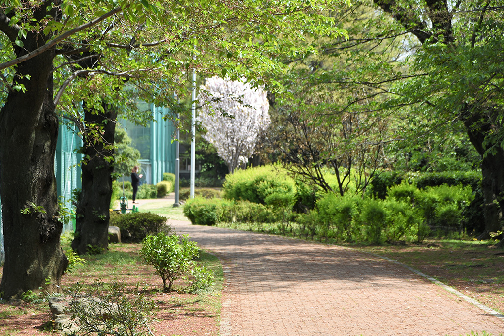 「散歩道」/目白台運動公園(東京都/文京区)