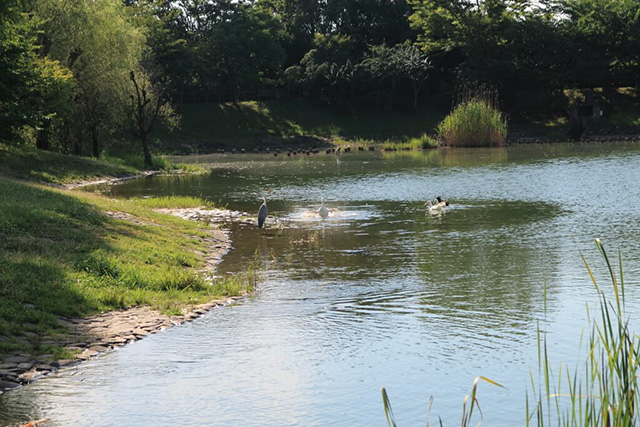 管理事務所前の川原池/草津市ロクハ公園（滋賀県/草津市）