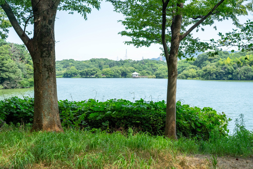 観月堤/山田池公園(大阪府/枚方市)