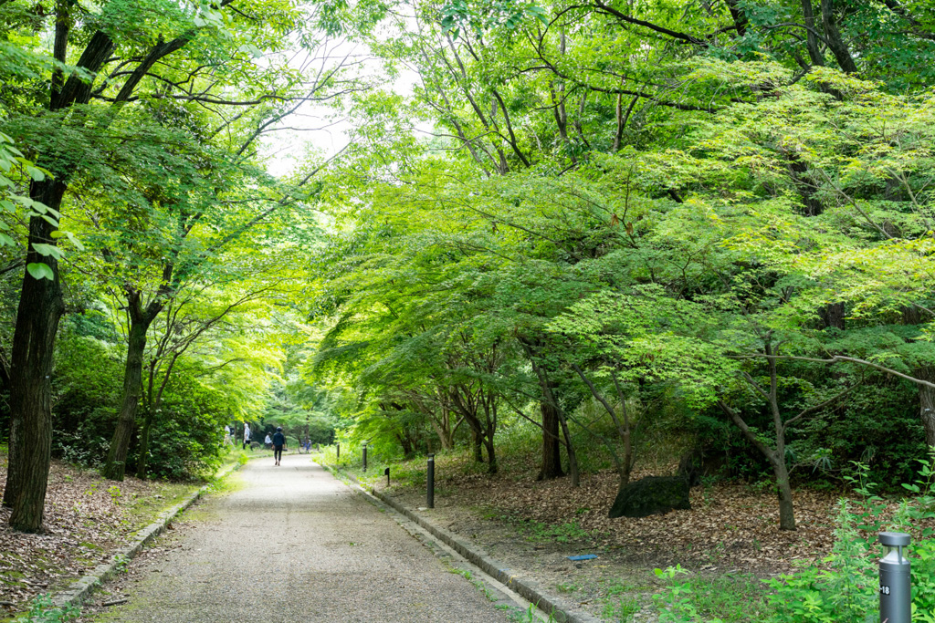 もみじ谷/山田池公園(大阪府/枚方市)