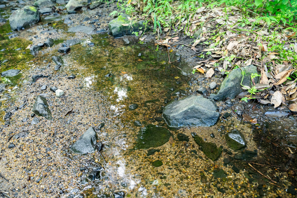 浅瀬が続く小川/山田池公園(大阪府/枚方市)