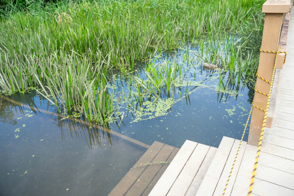 「池せせらぎ」/山田池公園(大阪府/枚方市)