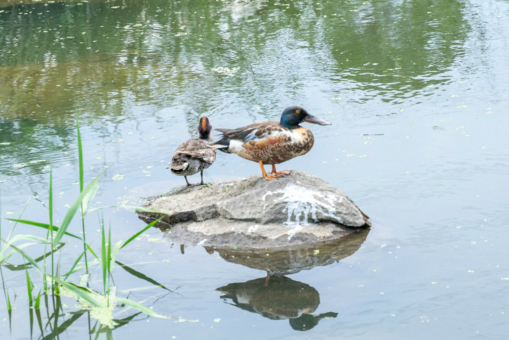 「池せせらぎ」/山田池公園(大阪府/枚方市)