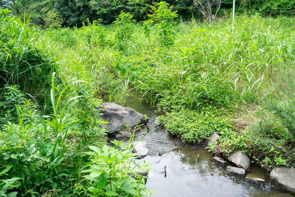 「池せせらぎ」/山田池公園(大阪府/枚方市)