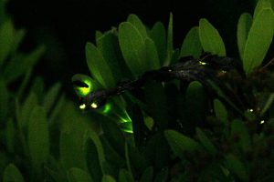 ヘイケボタルの生態や時期は？東武動物公園の「ほたリウム」なら1年中観賞できる！