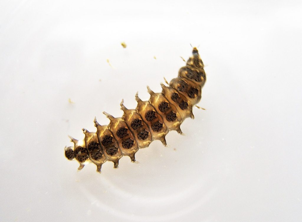 ヘイケボタルの幼虫