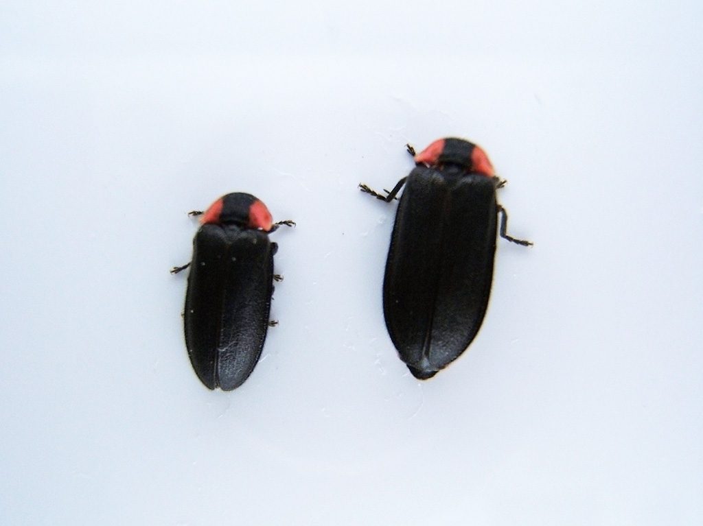 ヘイケボタルの成虫