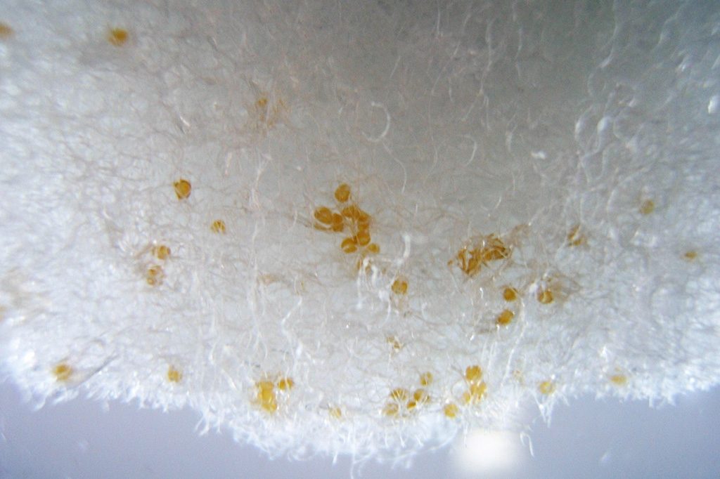 ヘイケボタルの産卵