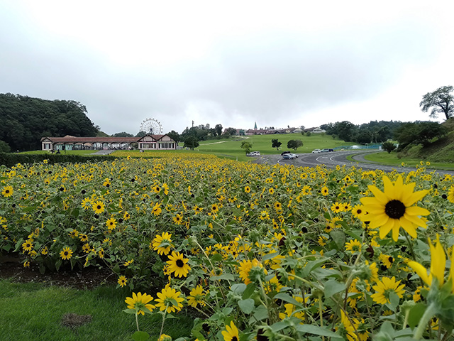 お花畑/東京ドイツ村(千葉県/袖ケ浦市)