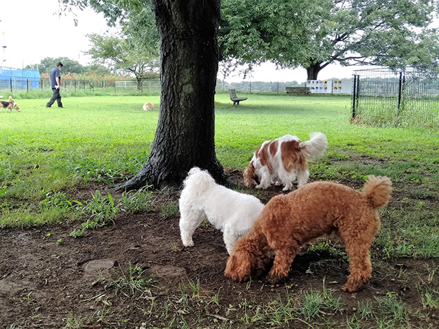 東京ドイツ村(千葉県/袖ケ浦市)