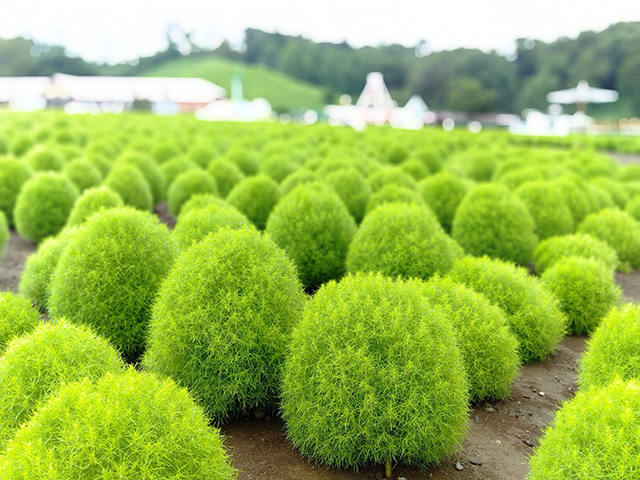 秋に向けて成長中のコキア/東京ドイツ村(千葉県/袖ケ浦市)