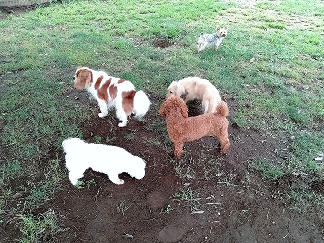 「わんちゃんランド」/東京ドイツ村(千葉県/袖ケ浦市)