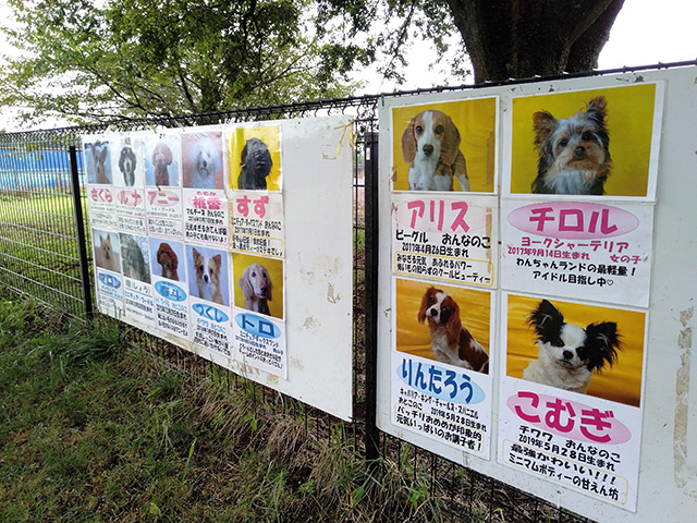 「わんちゃんランド」/東京ドイツ村(千葉県/袖ケ浦市)
