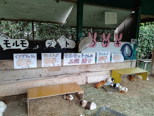 「こども動物園」/東京ドイツ村(千葉県/袖ケ浦市)