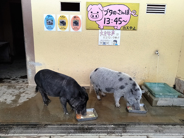 「こども動物園」のぶた/東京ドイツ村(千葉県/袖ケ浦市)