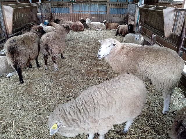 「こども動物園」のヒツジ/東京ドイツ村(千葉県/袖ケ浦市)