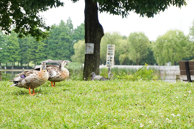 池の周りにいるカルガモ/都立舎人公園（東京都/足立区）