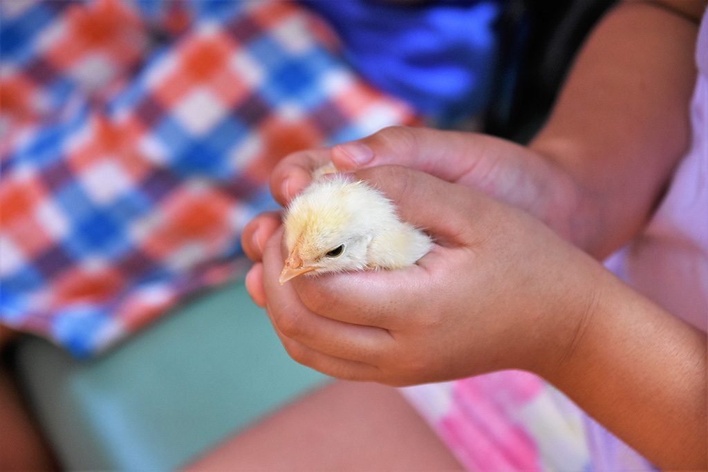 「森のふれあいハウス」のヒヨコ/東武動物公園（埼玉県/宮代町）