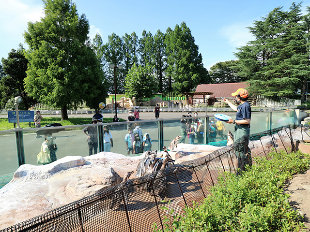 「ペンギントーク」の様子/東武動物公園（埼玉県/宮代町）