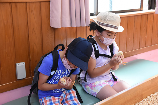「森のふれあいハウス」でヒヨコとふれあう様子/東武動物公園（埼玉県/宮代町）