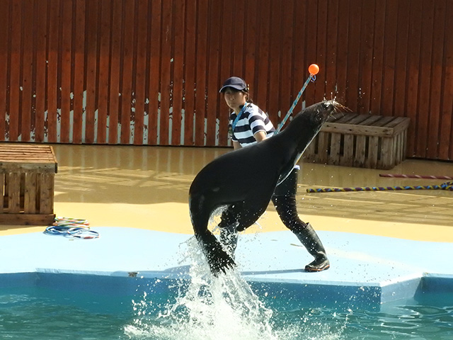 アニマルパフォーマンスの様子/東武動物公園（埼玉県/宮代町）