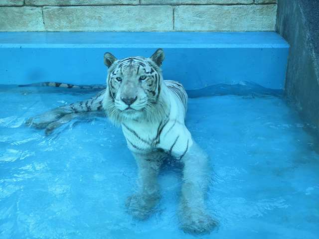 ホワイトタイガー/東武動物公園（埼玉県/宮代町）