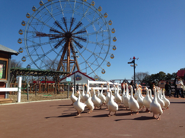 ガーガーウォーキングの様子/東武動物公園（埼玉県/宮代町）