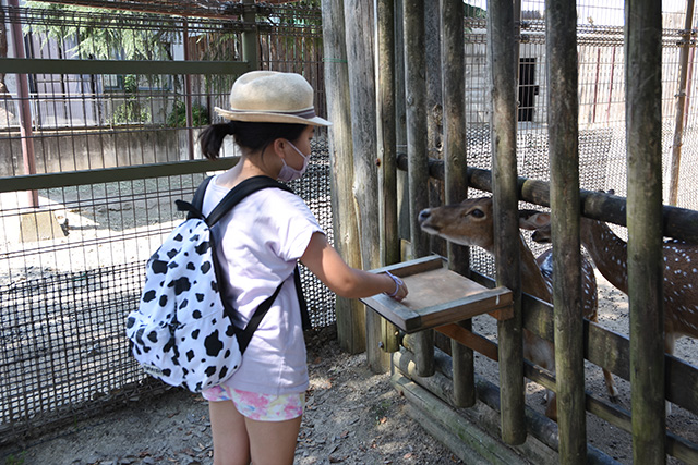 シカのえさやり/東武動物公園（埼玉県/宮代町）