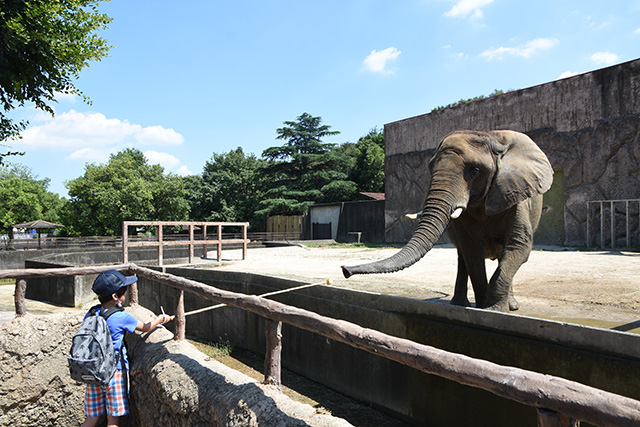 ゾウのえさやり/東武動物公園（埼玉県/宮代町）