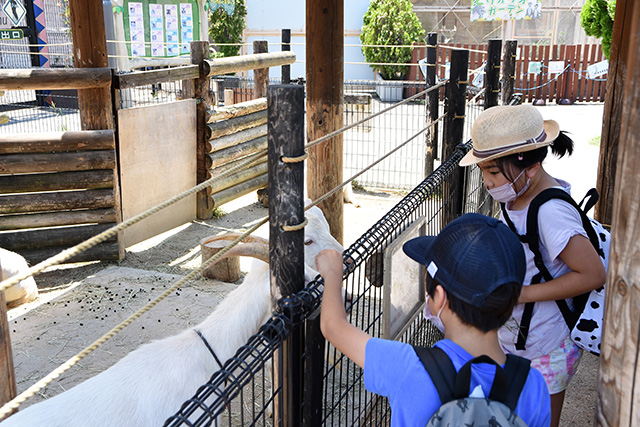 ヤギのえさやり/東武動物公園（埼玉県/宮代町）
