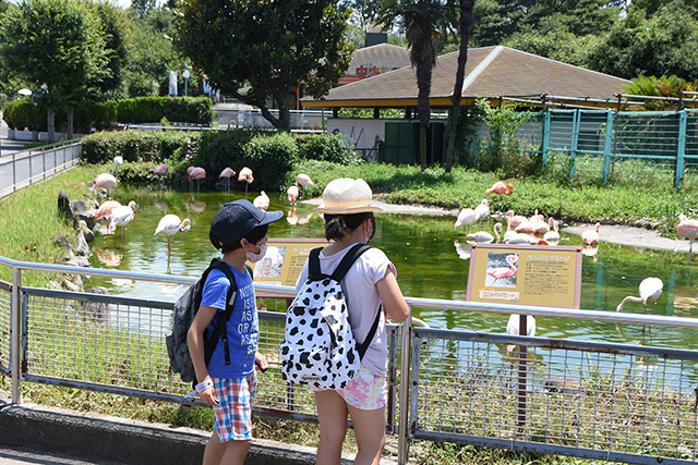フラミンゴ/東武動物公園（埼玉県/宮代町）