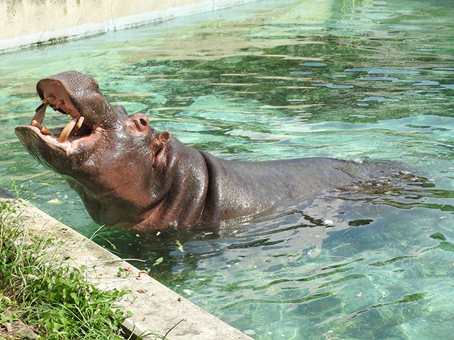 カバ/東武動物公園（埼玉県/宮代町）