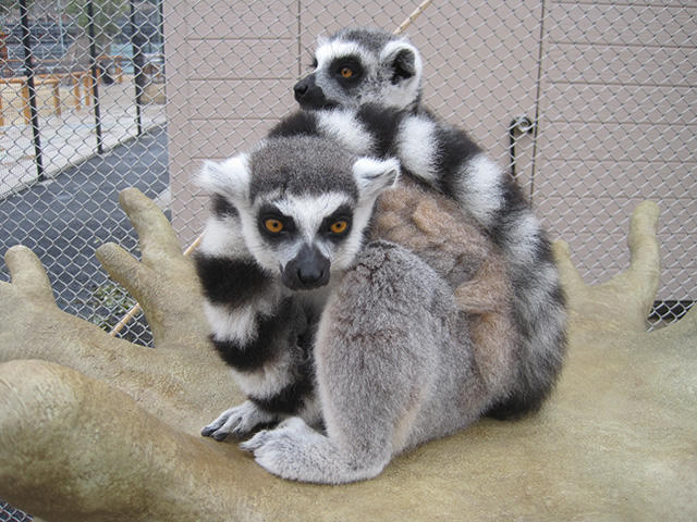 ワオキツネザル/東武動物公園（埼玉県/宮代町）