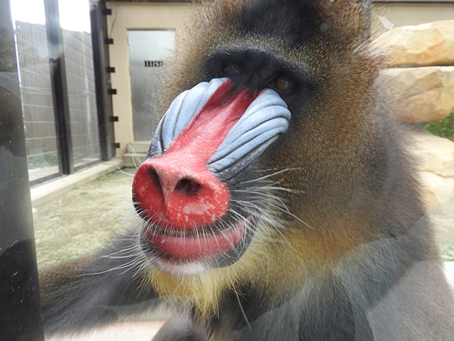 マンドリル/東武動物公園（埼玉県/宮代町）