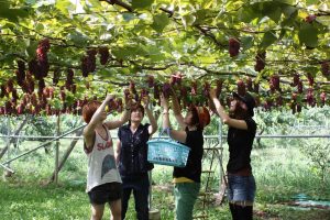 山梨でフルーツ三昧！果物狩りや加工体験、フルーツ温泉などを楽しもう