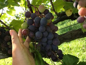 関西の味覚狩りスポット。梨やぶどうなどの収穫からアスレチックなども楽しめる