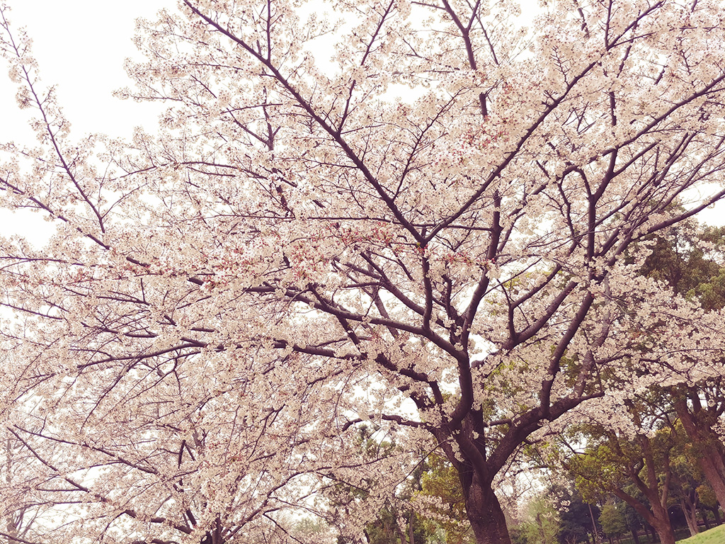 「ヤマザクラ」／水元公園（東京都／葛飾区）