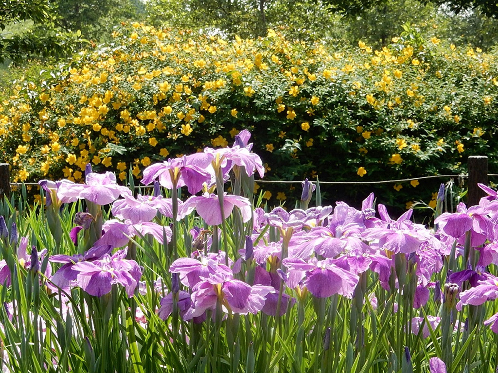 「花しょうぶ」／水元公園（東京都／葛飾区）