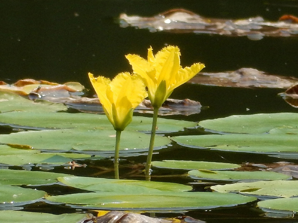 「アサザ」／水元公園（東京都／葛飾区）