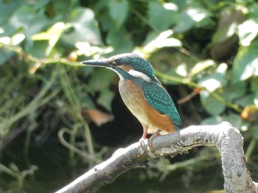 「野鳥」／水元公園（東京都／葛飾区）