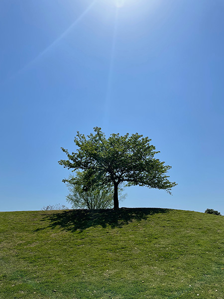 「芝生の広場」／辰巳の森海浜公（東京都／江東区）
