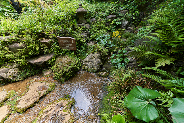 「湧水」/殿ヶ谷戸庭園(東京都/国分寺市)