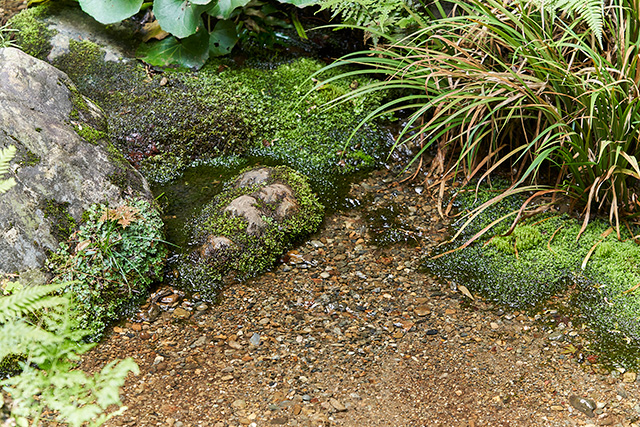 「湧水」/殿ヶ谷戸庭園(東京都/国分寺市)