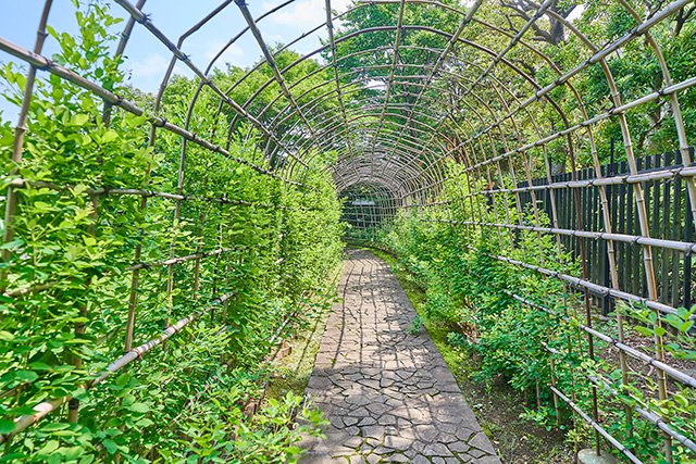 「萩のトンネル」/殿ヶ谷戸庭園(東京都/国分寺市)