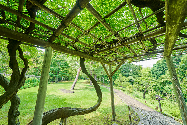 「藤棚」/殿ヶ谷戸庭園(東京都/国分寺市)