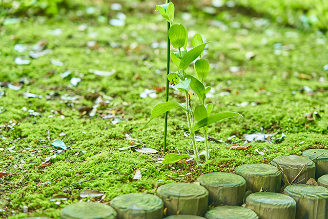 「花木園」/殿ヶ谷戸庭園(東京都/国分寺市)