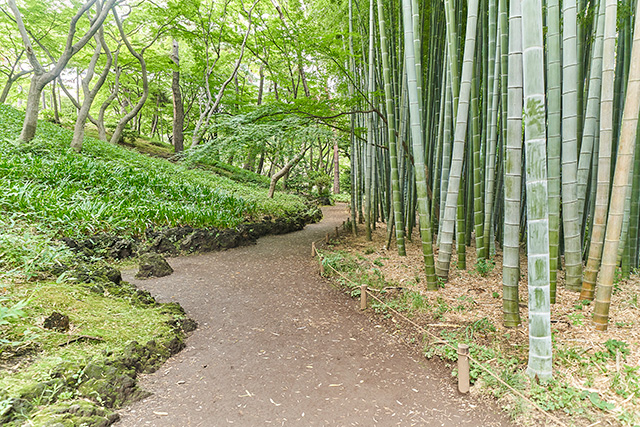 「竹林の小径」/殿ヶ谷戸庭園(東京都/国分寺市)