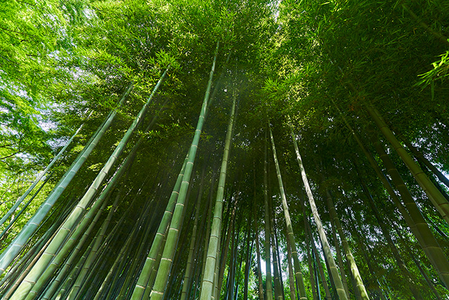 「竹林の小径」/殿ヶ谷戸庭園(東京都/国分寺市)