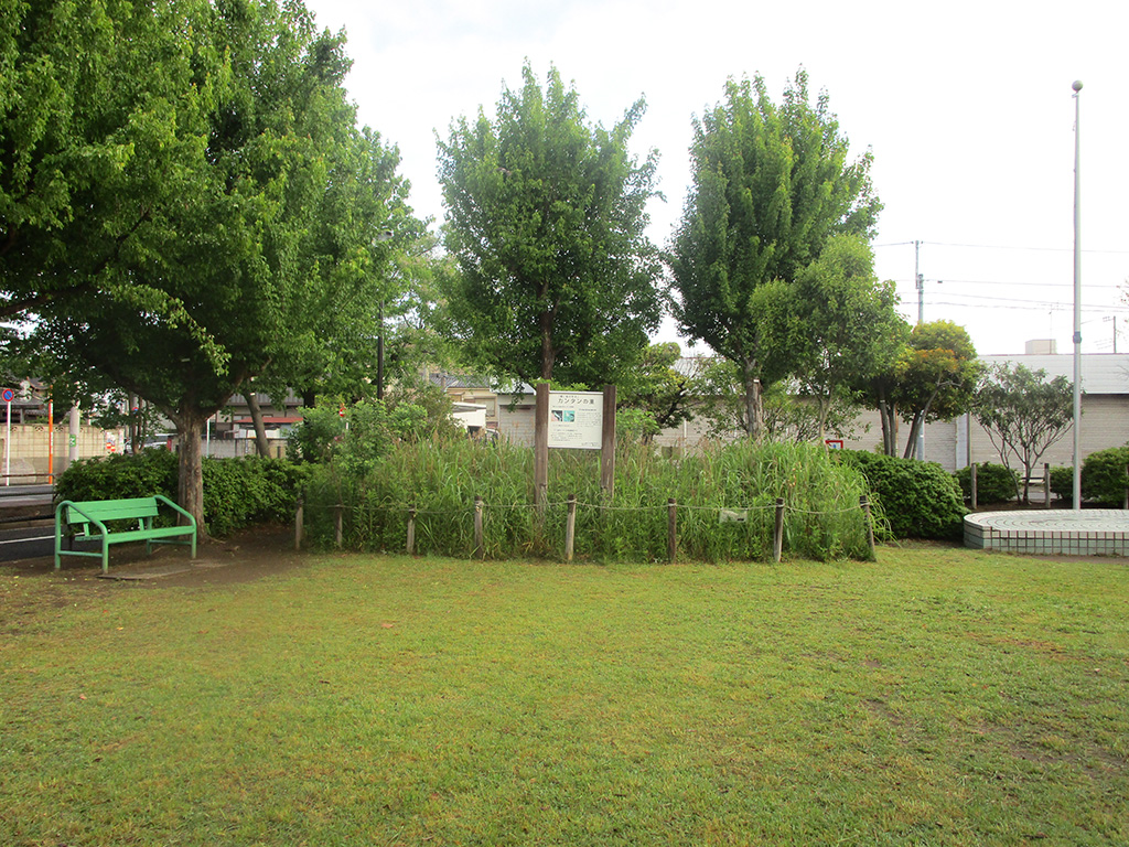 「芝生広場」／北沼公園（東京都／葛飾区）